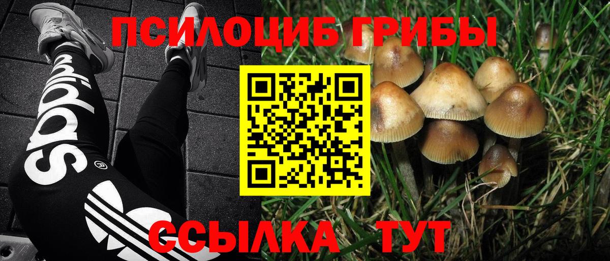 Краснознаменск  где найти   Вход с VPN  Галлюциногенные грибы Psilocybine cubensis 